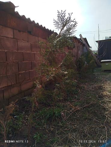 Ель: Голубой ел көчөттөрү . 600 шт даяр горошокто . 350 сомдон . баарын at lalafo.kg — 8 Ель: Голубой ел көчөттөрү . 600 шт даяр горошокто . 350 сомдон . баарын — 8