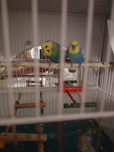 tutuqusu yemi: Cüt dalğalı tutuquşu (budgerigar) təqdim olunur. Şəkillərdə iki quş — 1