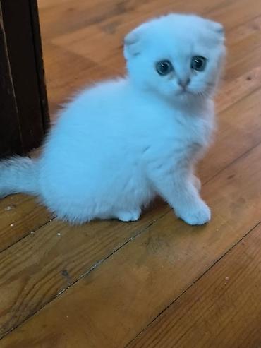 Pişiklər: Şotland — 8