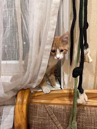 кошка куплю: Кошка даром: Беспородная, Мальчик — 3