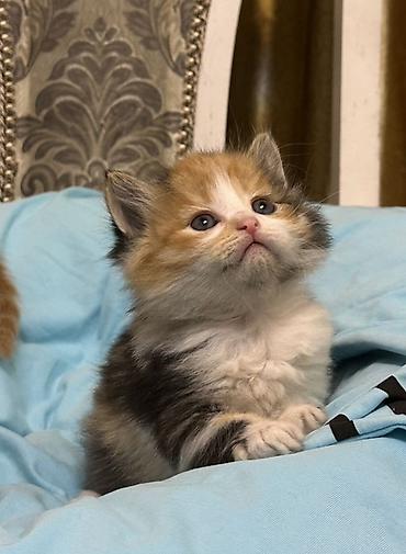 Продажа кошек: Лесная, 1 месяц, Мальчик, Рыжий — 9