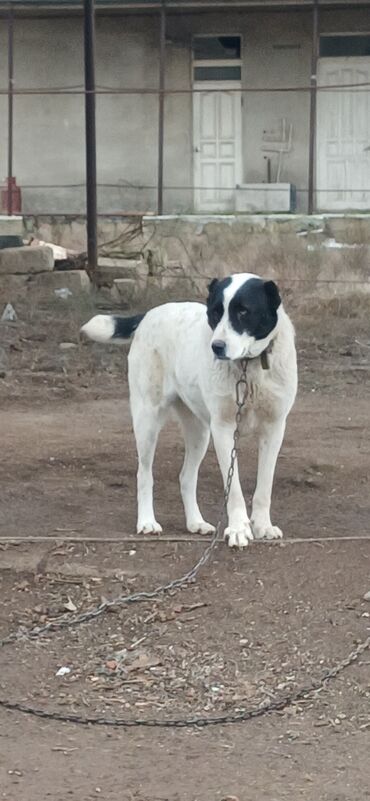 İtlər: Alabay, 1 il, Dişi, Peyvəndli, Ödənişli çatdırılma — 7