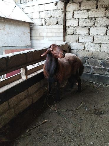 Mal-qara: Salam temiz qan qala qoçu 1 yaş 5 aylıq qan qırmızı rengi var qoyun — 6