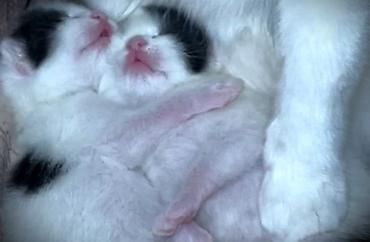 angora pişik: Dişi, Erkək, Yaxşı əllərə, Ünvandan götürmə — 3