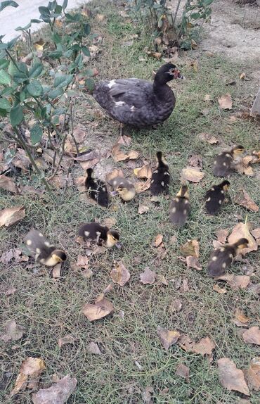 Ördəklər: Dişi, | Lal ördək, Macar, Damazlıq, Pulsuz çatdırılma — 9