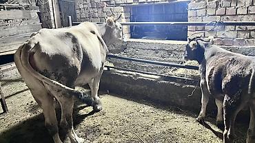 Коровы, быки: Продаю | Корова (самка), Бык (самец), Музоо, торпок | На откорм, Для молока — 18