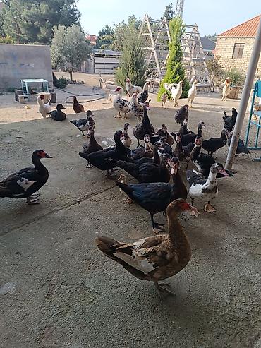kayuqa ordəyi: Satılır: yerli təsərrüfatdan muskoviy ördəkləri (indoutka) və ev — 3