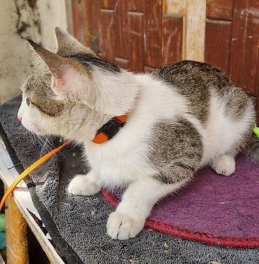 соня куры: Кошка даром: Беспородная, Девочка, Приучена к лотку — 6