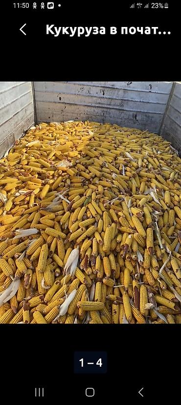 бишкек тай: Кукуруза в початках под комбайн 13сом — 1