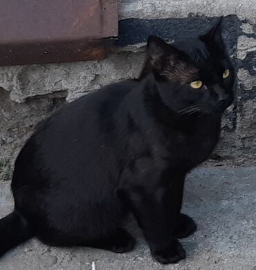 Коты: Пропал чёрный кот (13 ноября),2 года,зовут Клаус, ушки маленькие, есть