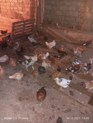 Toyuqlar: Yemləmə yerləri ilə təmin edilib. - Yumurtalıq və ətlik məqsəd uyğun — 6