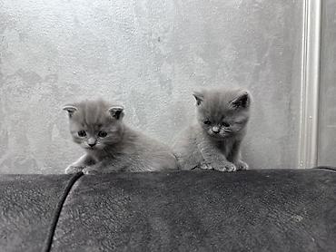 Мышыктар: Готовы к бронированию котята: Scottish fold и Scottish straight — 3