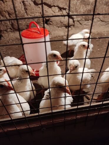 Животные: Продаю | Цыплята | На забой, Несушки