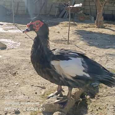 Ördəklər: Öz heyvanlarımdı qiymətləri fərqlidi çəkisinə və cinsinə görə — 1