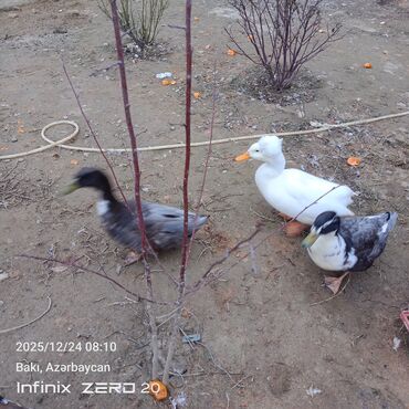 Ördəklər: Öz heyvanlarımdı qiymətləri fərqlidi çəkisinə və cinsinə görə — 11