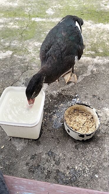 Ördəklər: Erkək, | Lal ördək, Damazlıq, Ünvandan götürmə — 7