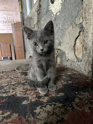 коты бишкек: Отдаю даром котят — 10