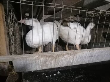 продажа цыплят в бишкеке: Продаются гуси 3х и 4х и 5и месяцев. Порода Линдасерый крупный