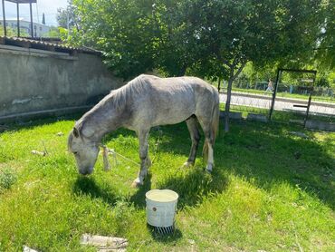 inək satılır binə: At satilir
yorgasi var 
Yaw 3