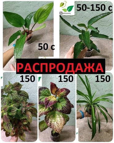 Другие комнатные растения: Распродажа
Колеус
Дримиопсис
Хлорофитум
Каланхоэ