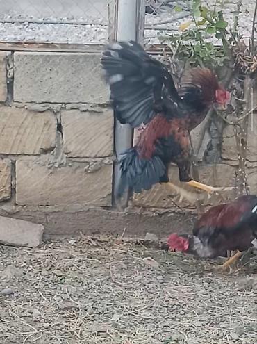 cücə və xoruz təmsil: Xoruz, Heyratı, il: <1, Ödənişli çatdırılma — 2