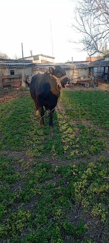 Коровы, быки: Продаю | Бык (самец) | Симментальская | На откорм | Привязанные — 2