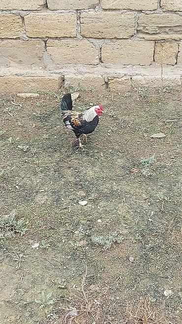 çolpa: Salam yaponka xoruzları satılır akdiv xoruzlardı 4 ədəd xoruzdu — 10