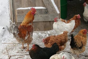 Куры, петухи: Продаю | Петух, Куры, Цыплята | Домашняя, Полубрама, Бойцовая | На забой, Для разведения, Несушки at lalafo.kg — 5 Куры, петухи: Продаю | Петух, Куры, Цыплята | Домашняя, Полубрама, Бойцовая | На забой, Для разведения, Несушки — 5