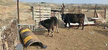 Inəklər, öküzlər: Satılır: inək və buzovlar salam hər vaxtı xeyir olsun bu şəkildə — 7