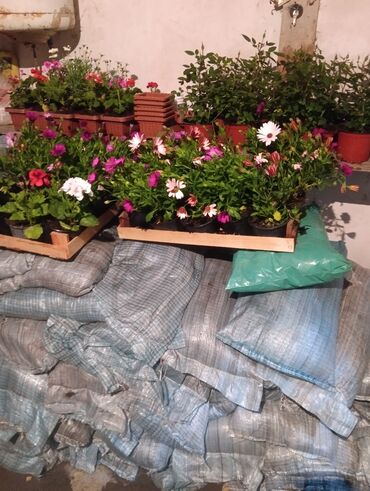 Şitillər: Qazon landşaft #qazon #torf #torf250litrlik Ekolayf #ekolayf balaken — 22