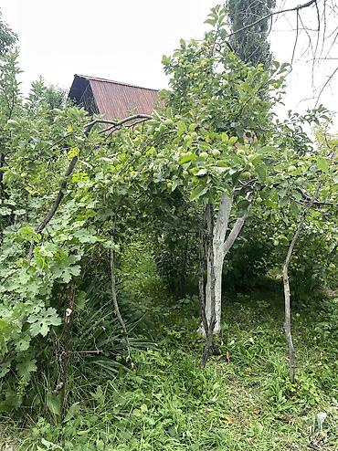 Продажа дач: ПРОДАЕТСЯ Дачный участок, с. Туз, СТ «Нур» (между с. Туз и с. Чон — 11