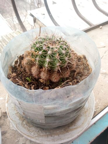 Otaq bitkiləri: Güllər . Kaktus, pul gülü, kolanxoe -da lalafo.az — 9 Otaq bitkiləri: Güllər . Kaktus, pul gülü, kolanxoe — 9