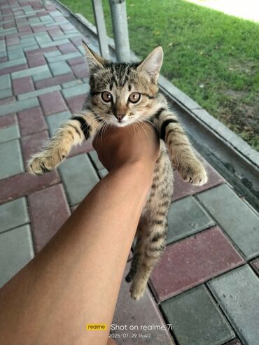 самая милая кошка в мире: Кошка даром: Беспородная, 3 месяца, Мальчик, Проглистована