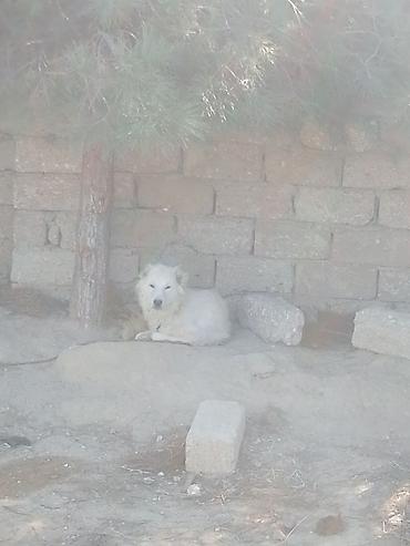 it ucun manej: Çoban iti qafqaz2si 300m peyvəndi vurulub 1yasinda 2side — 2