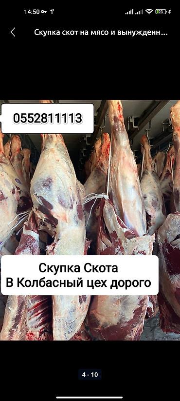 собаки щенки: Частное лицо : Коровы, быки, Лошади, кони, | Любое состояние, Круглосуточно, Забитый — 2