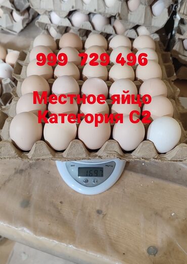 лоток яиц: Без посредников! 🥚Продаются свежие местные яйца в 🥚г.Токмок! Доставка