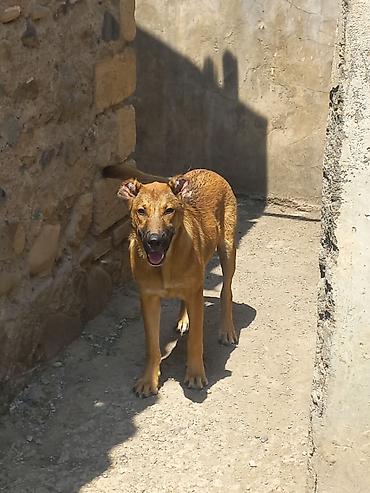 disi alabay: Qurdbasar, 4 ay, Dişi, Peyvəndli — 2