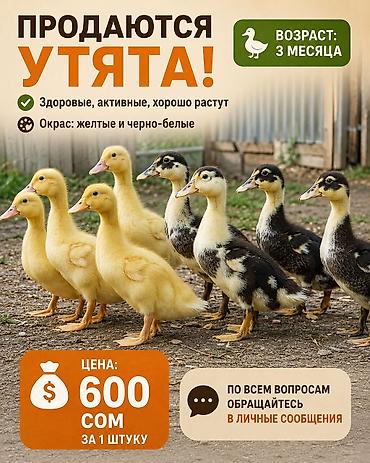 Утята, возраст 3 месяца. - Здоровые, активные, хорошо растут - at lalafo.kg Утята, возраст 3 месяца. - Здоровые, активные, хорошо растут -