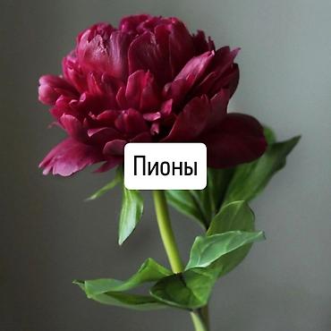 Другое: Пионы в контейнере. на многих бутоны.цвет бордо — 1