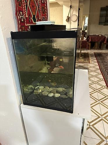 akvarium balaca: Akvaryum dəsti - Şüşə akvaryum, qara çərçivəli üst qapaqla - Təxmini — 2