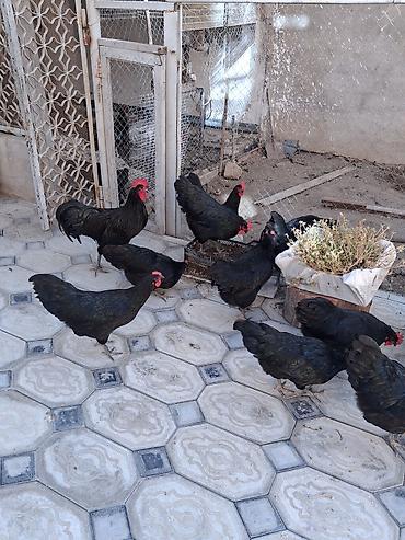 qaz balasi satisi: Şəkildə gördyünüz avstrolop toyuqların yumurtası satlır tam mayalı və — 2
