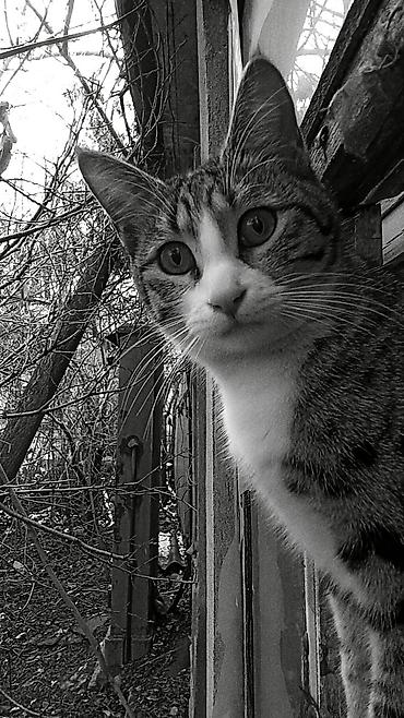 возьму щенка: Отдаём в добрые руки кошку. Ей один год, к лотку приучена. Кушает — 9