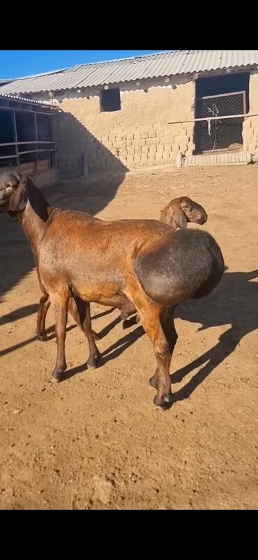 Qoyunlar, qoçlar: Qoyun – qaragül/quyruqlu ətlik tip. - Rəng: tünd qəhvəyi — 2