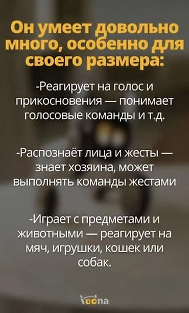 console games: Интерактивный робот‑питомец с ИИ Основные возможности: - — 5