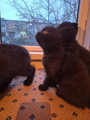 Pişiklər: Şotland yastı qulaq, Erkək, Dişi, Yaxşı əllərə, Ünvandan götürmə, Pulsuz çatdırılma, Ödənişli çatdırılma — 11