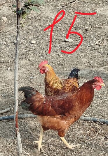 Xoruzlar: Hər cürə xoruzlar var ustunde qiymətləri var Təsvir: - Şəkillərdə — 5