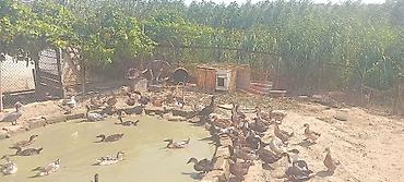 haski itlerin qiymeti: Ördəklər – qarışıq 17m basliyir.70m.geder. cinslər, həyət şəraitində — 4