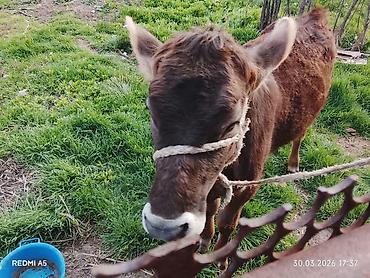 Коровы, быки: Продаю | Тёлка, Музоо, торпок — 2