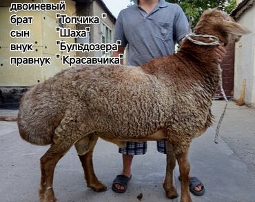 зерно ячмень: Сатам | Кочкор (эркек) | Арашан | Көбөйтүү үчүн | Жасалма жол менен боозутуу