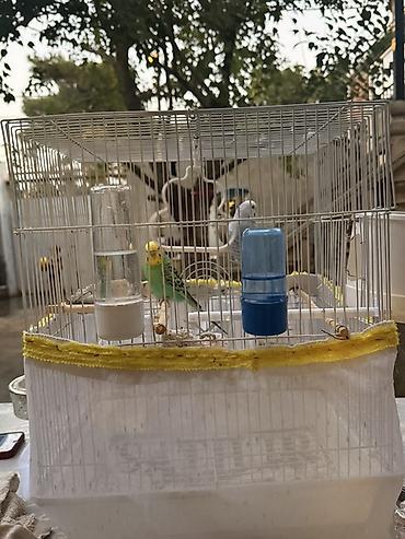 sessiz kompresör: Məhsul: Dalmatian gözəllikdə iki dalğalı tutuquşu (budgerigar) və tam — 1